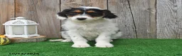 Mini Aussiedoodle dogs for sale: Alexis - Ad 5