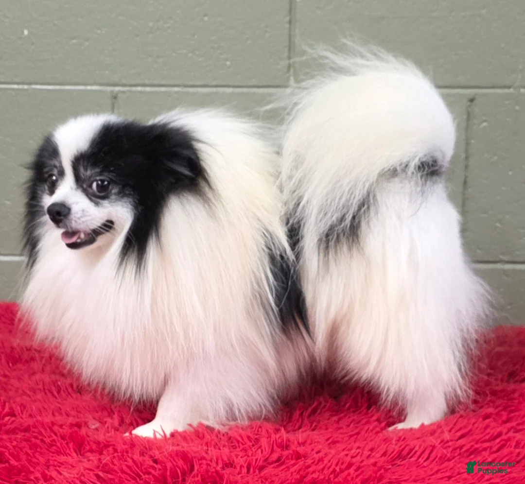 Pomeranian dogs for sale: Dimitri  - Ad 6