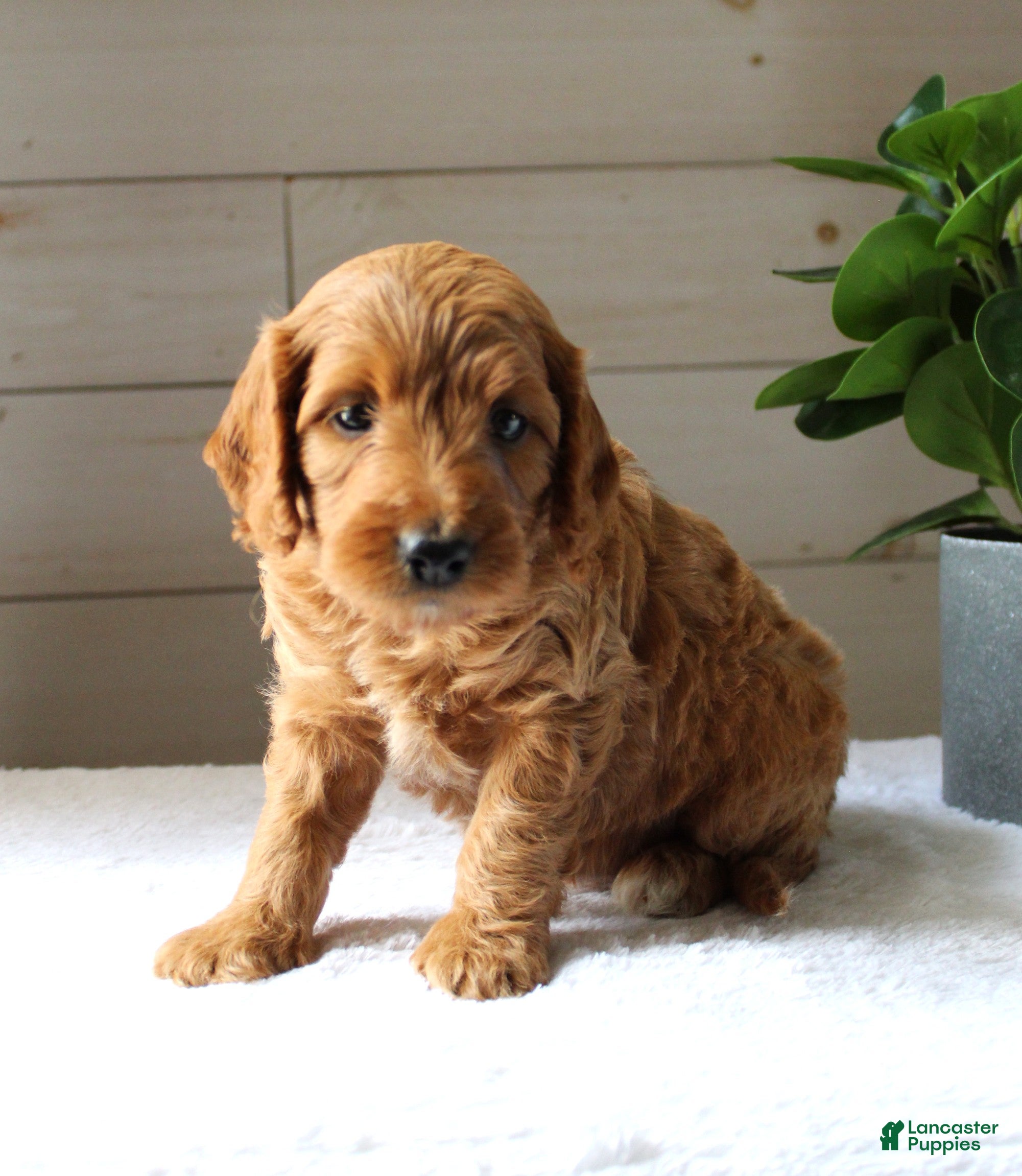 Mini Goldendoodle dogs Ginger - Ad 1