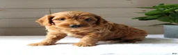 Mini Goldendoodle dogs for sale: Ginger - Ad 1
