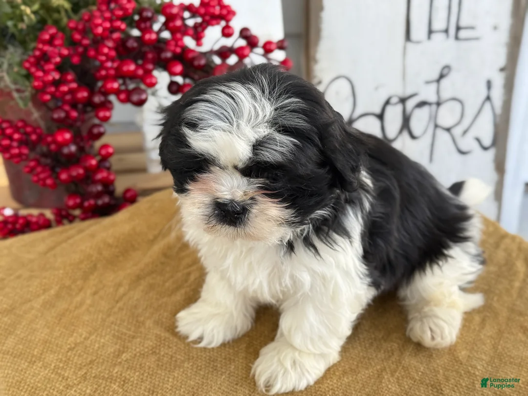 Shih Tzu dogs for sale: Pip - Ad 9