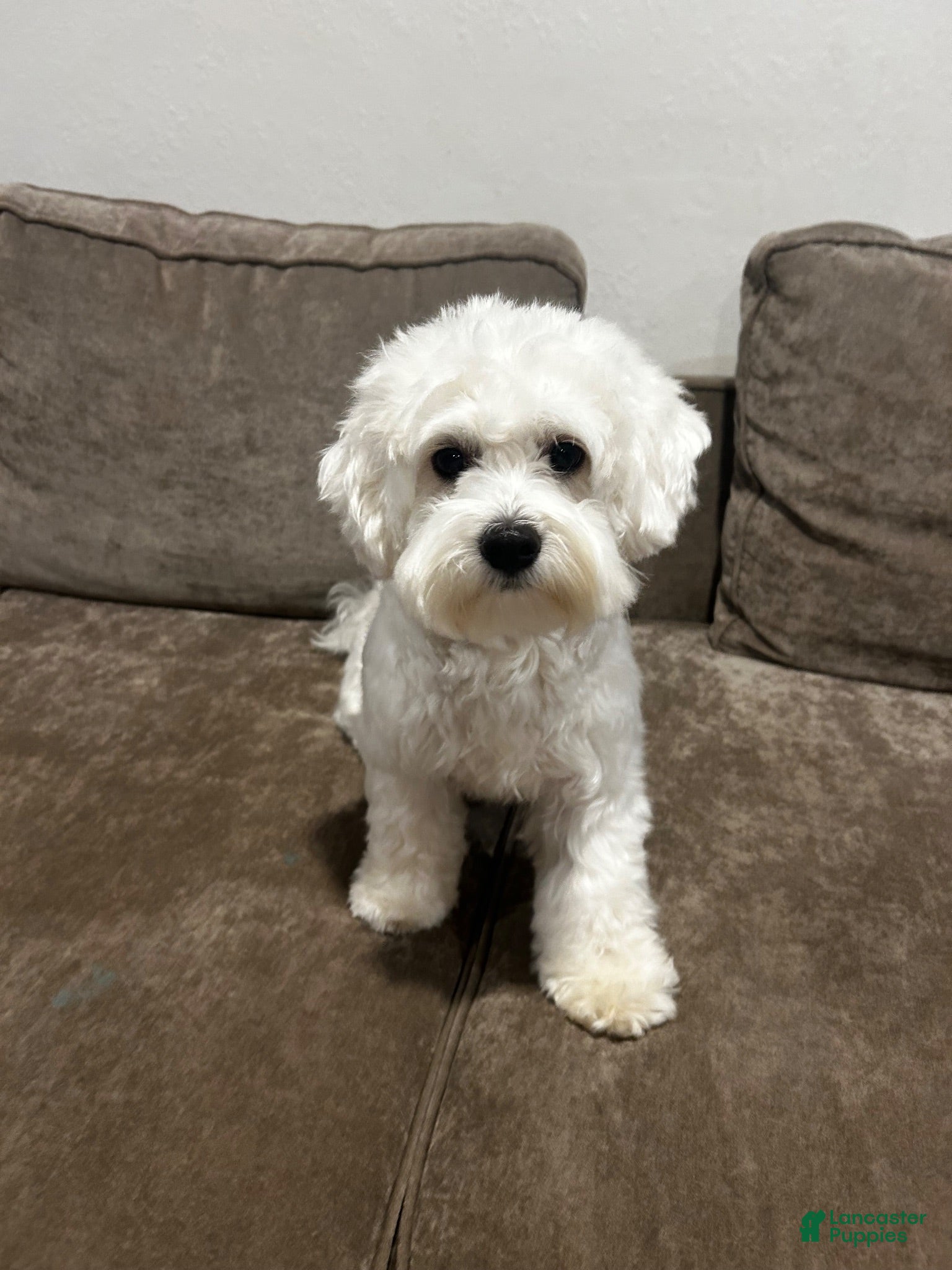 Coton De Tulear dogs Bernie Tulear  - Ad 40