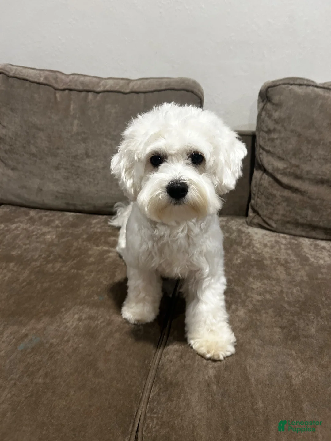 Coton De Tulear dogs for stud: Bernie Tulear  - Ad 1