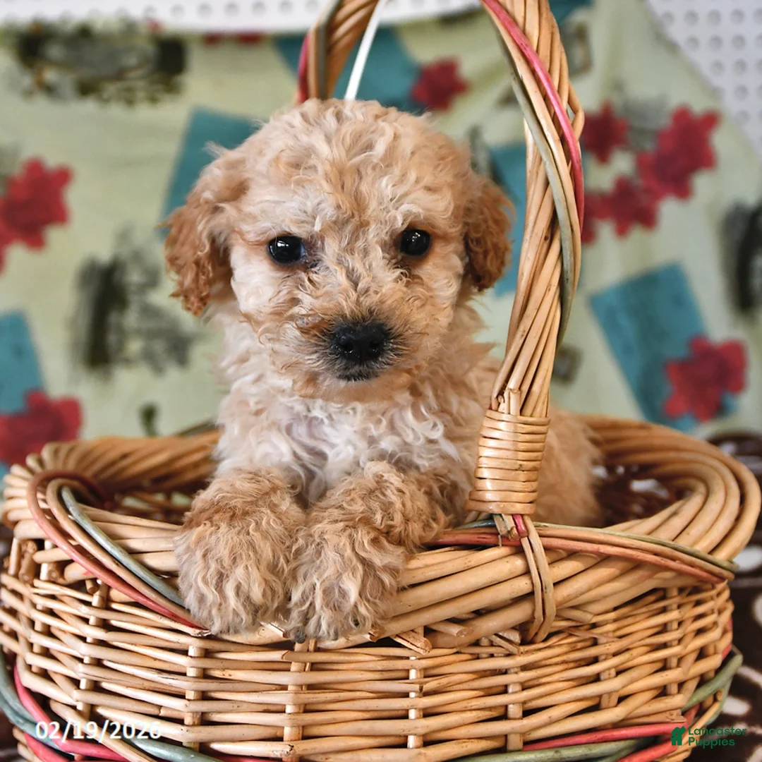 Cockapoo dogs for sale: Hannah - Ad 3
