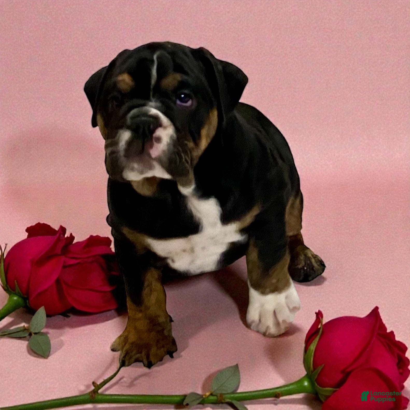 English Bulldog dogs Opal - Ad 20