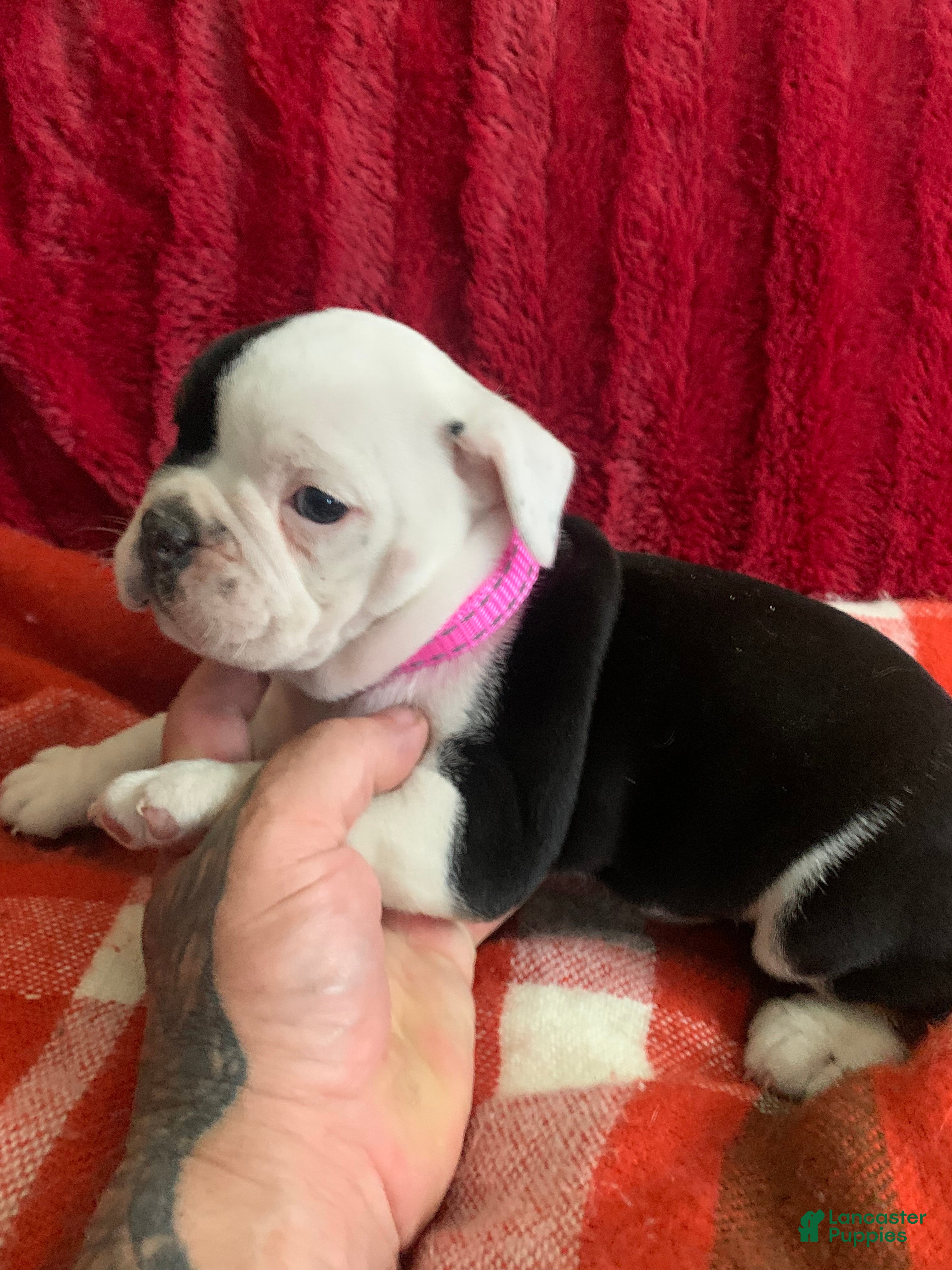 English Bulldog dogs English Bulldog 2 - Ad 11