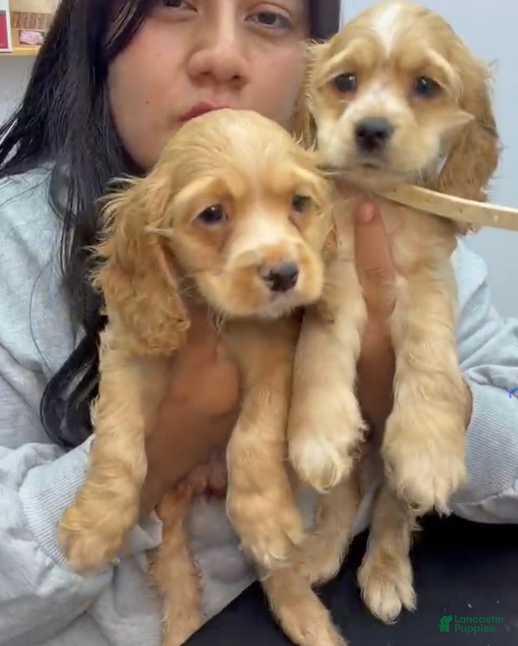English Cocker Spaniel dogs LUNA  - Ad 2