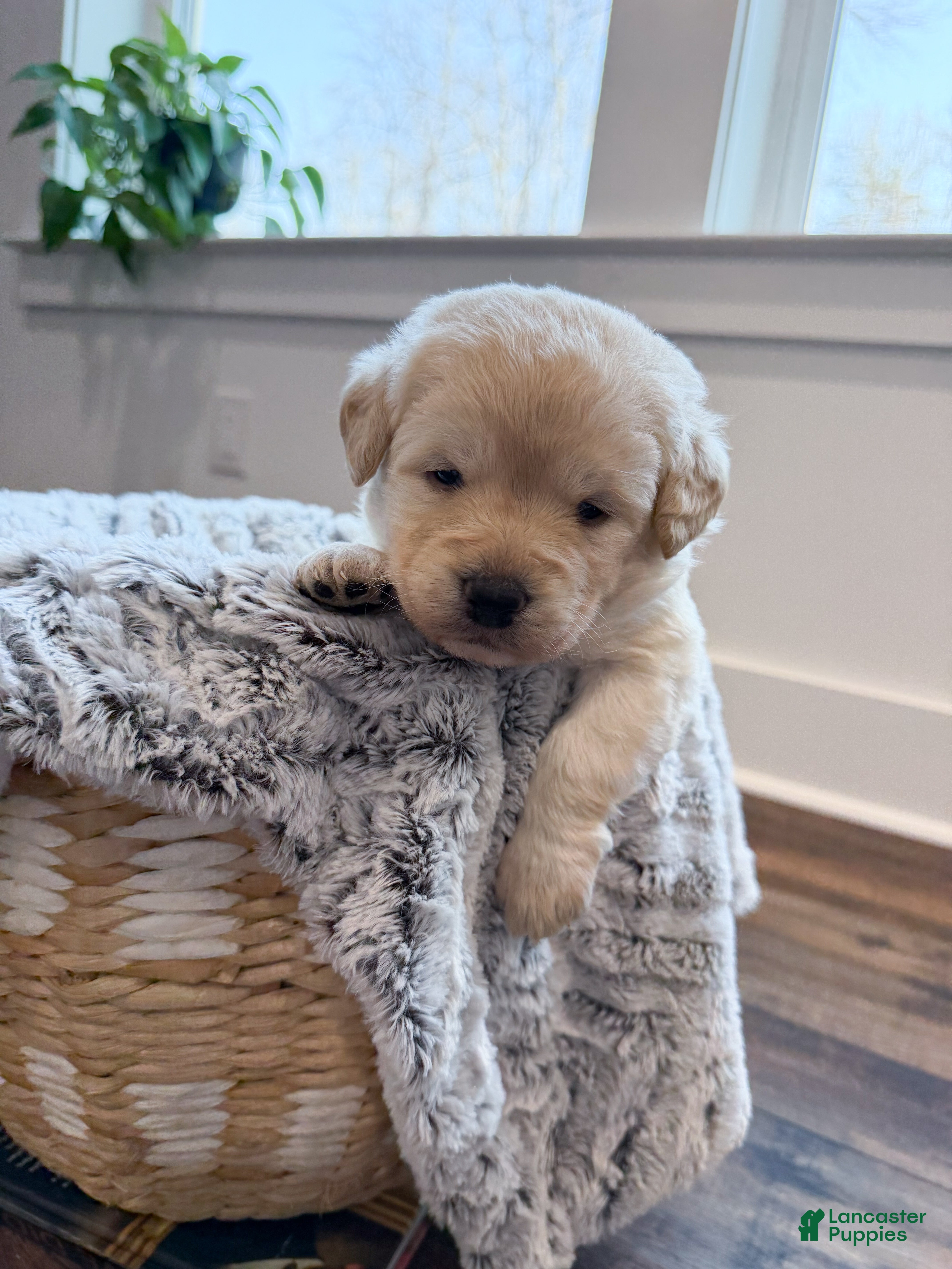 Labradoodle dogs Ivy  - Ad 1