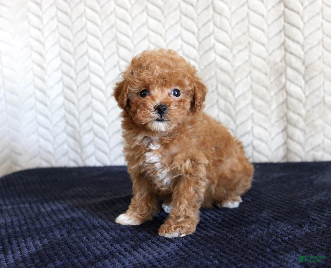 Toy Poodle dogs for sale: Sandy - Ad 2