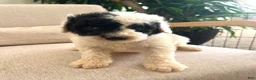 Mixed Breed dogs for sale: Ranger - Ad 7
