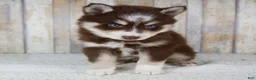 Pomsky dogs for sale: Bear - Ad 4