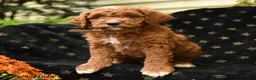 Mini Goldendoodle dogs for sale: Grumpy - Ad 2