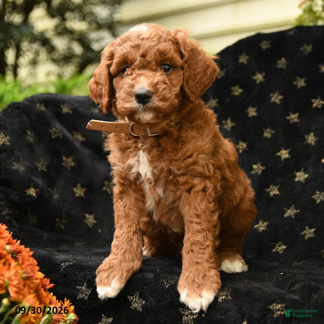 Mini Goldendoodle dogs for sale: Grumpy - Ad 2