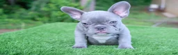 French Bulldog dogs for sale: French Bulldog 2 - Ad 2