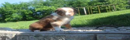 Australian Shepherd dogs for sale: Australian Shepherd Puppy 3 - Ad 3