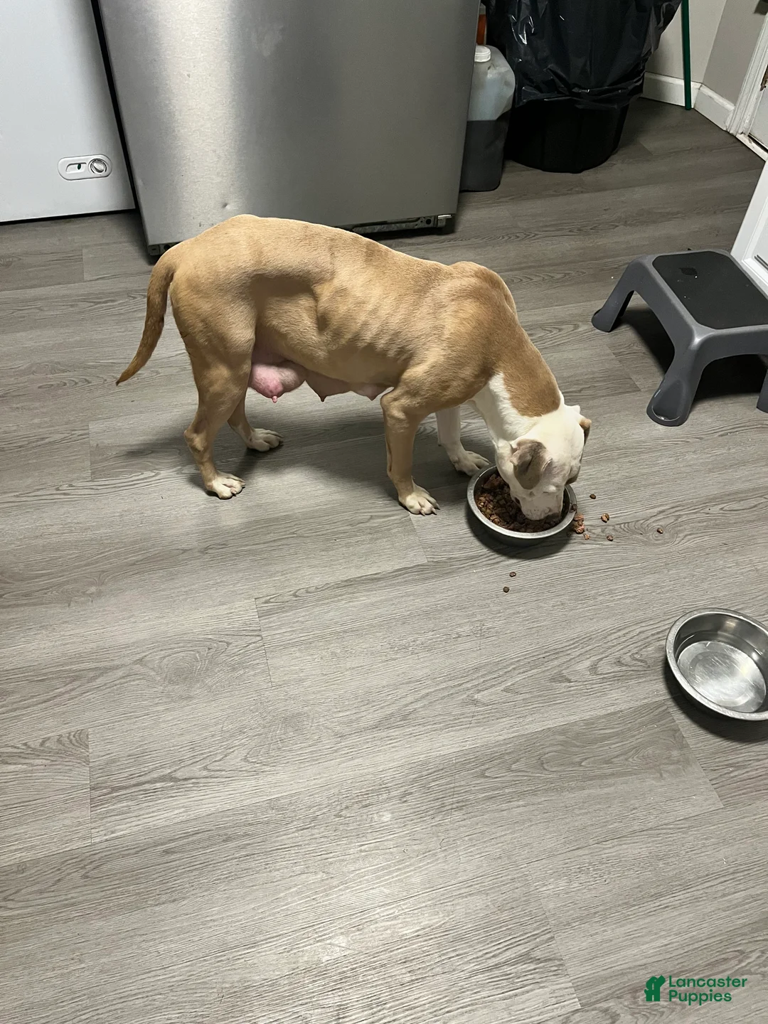 Mixed Breed dogs for sale: Mixed Breed Puppy 7 - Ad 2