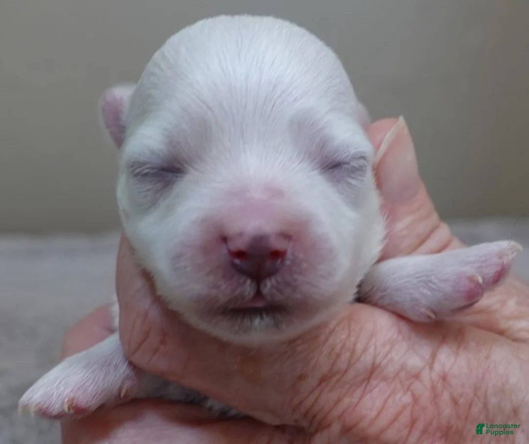 Maltese dogs for sale: Harlow - Ad 2