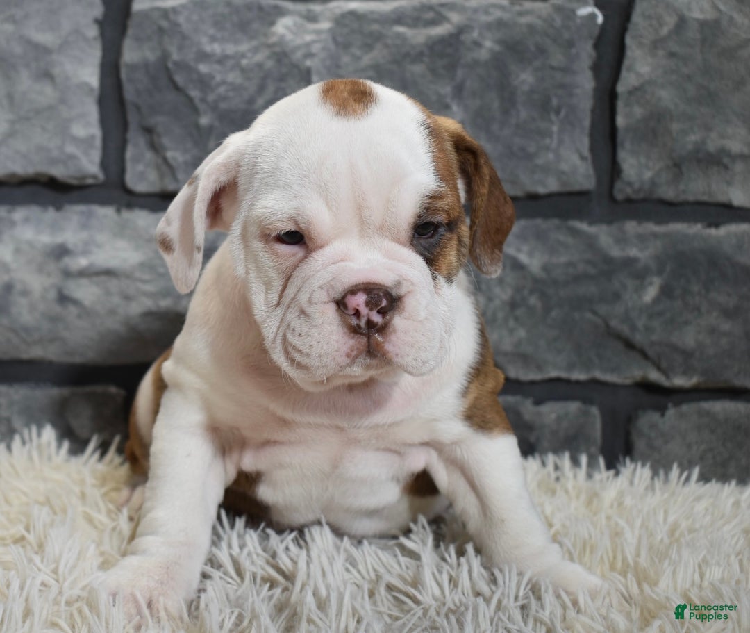 Mixed Breed dogs for sale: Remi  - Ad 2