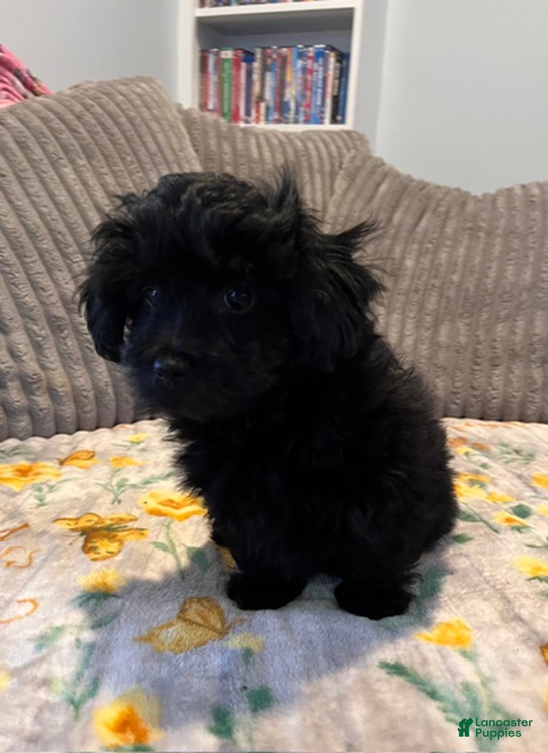 Pomapoo dogs for sale: MistleToe - Ad 7