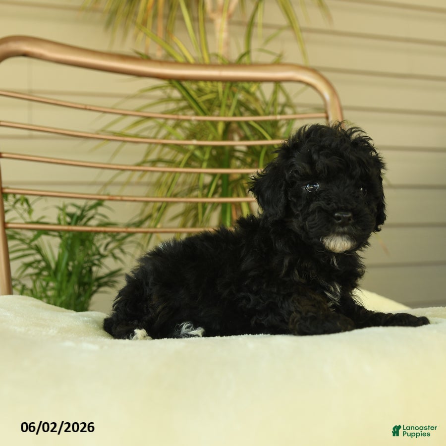 Miniature Poodle dogs for sale: Quirk - Ad 5