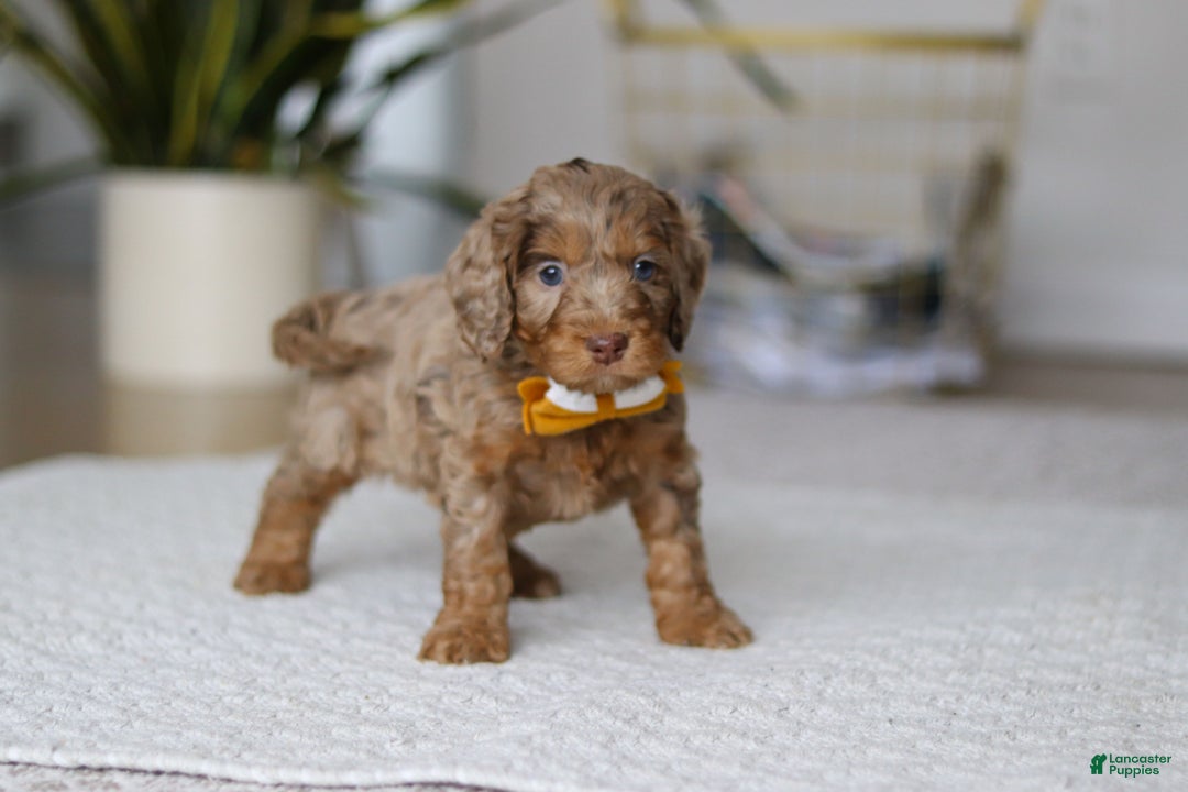 Cockapoo dogs for sale: Ace - Ad 6