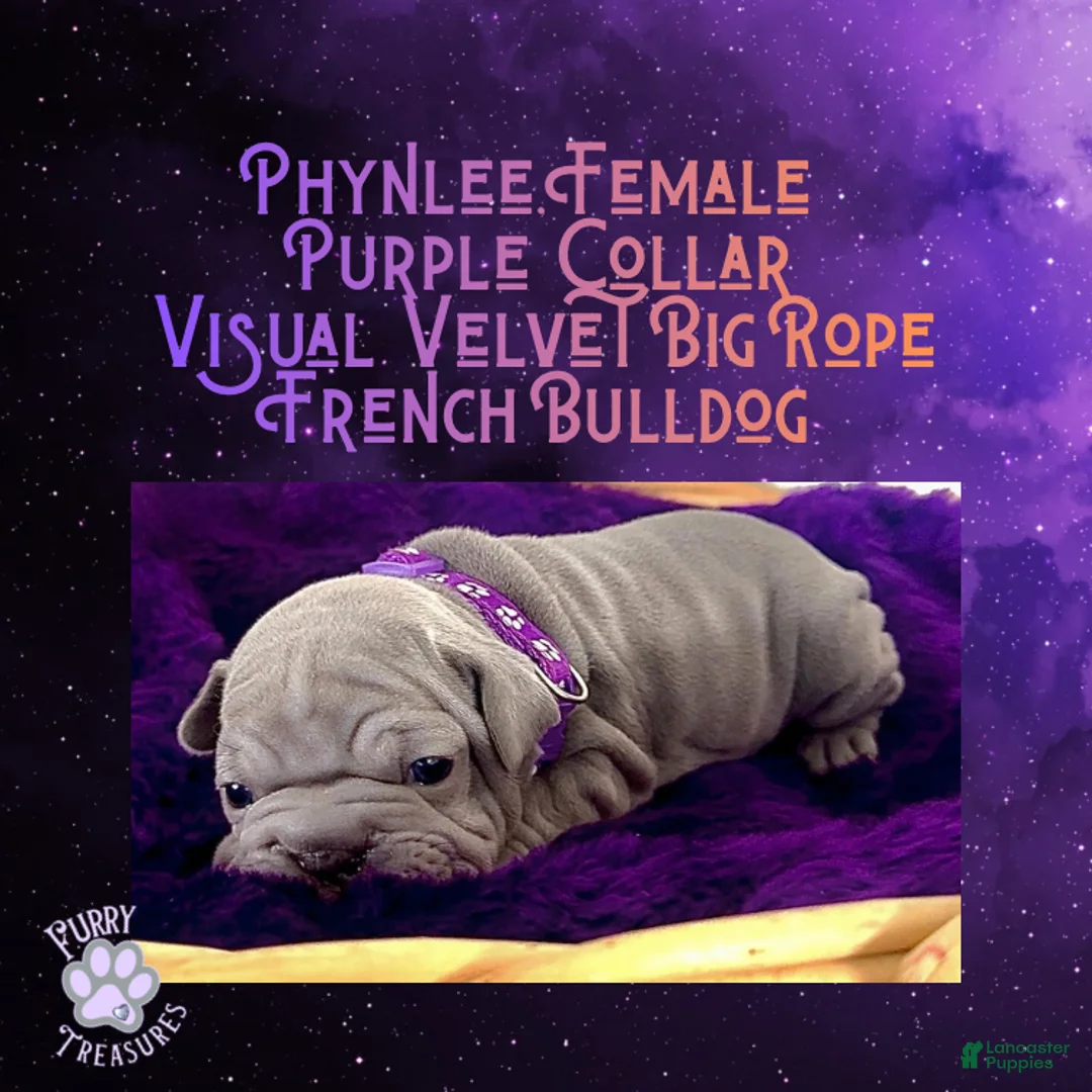 French Bulldog dogs for sale: Phynlee “Purple Collar”, Female  - Ad 3