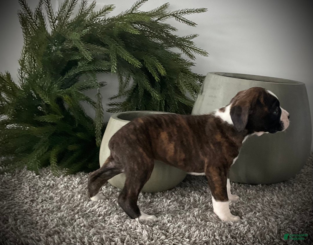 Boxer dogs for sale: Brynn - Ad 8