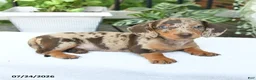 Miniature Dachshund dogs for sale: Dahlia - Ad 4