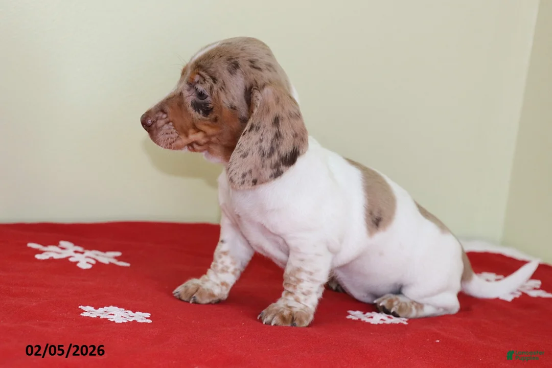 Miniature Dachshund dogs for sale: Bella   - Ad 4