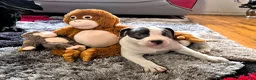 American Bully dogs for sale: MEG THA STALLION - Ad 6