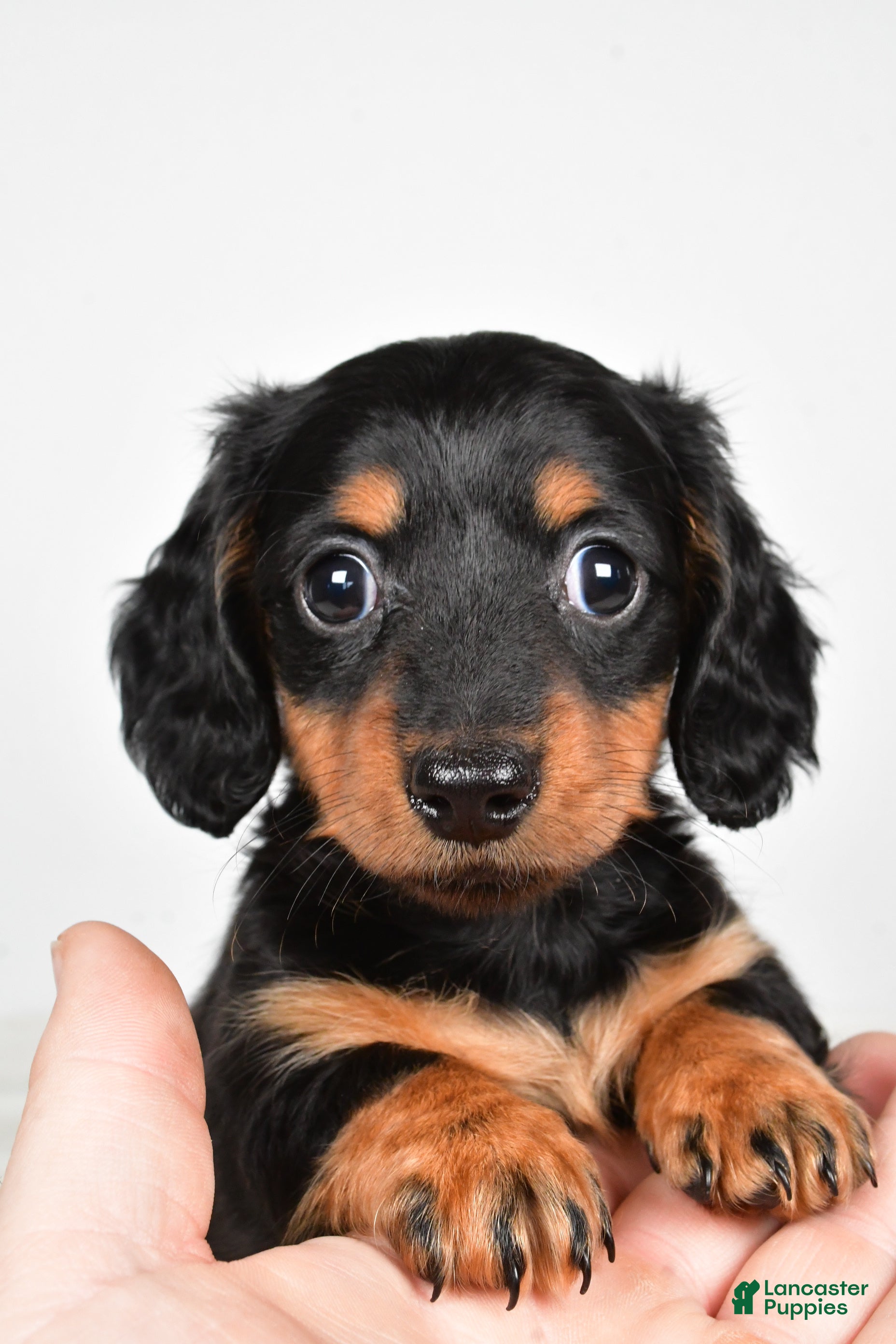 Miniature Dachshund dogs Dolly - Ad 2