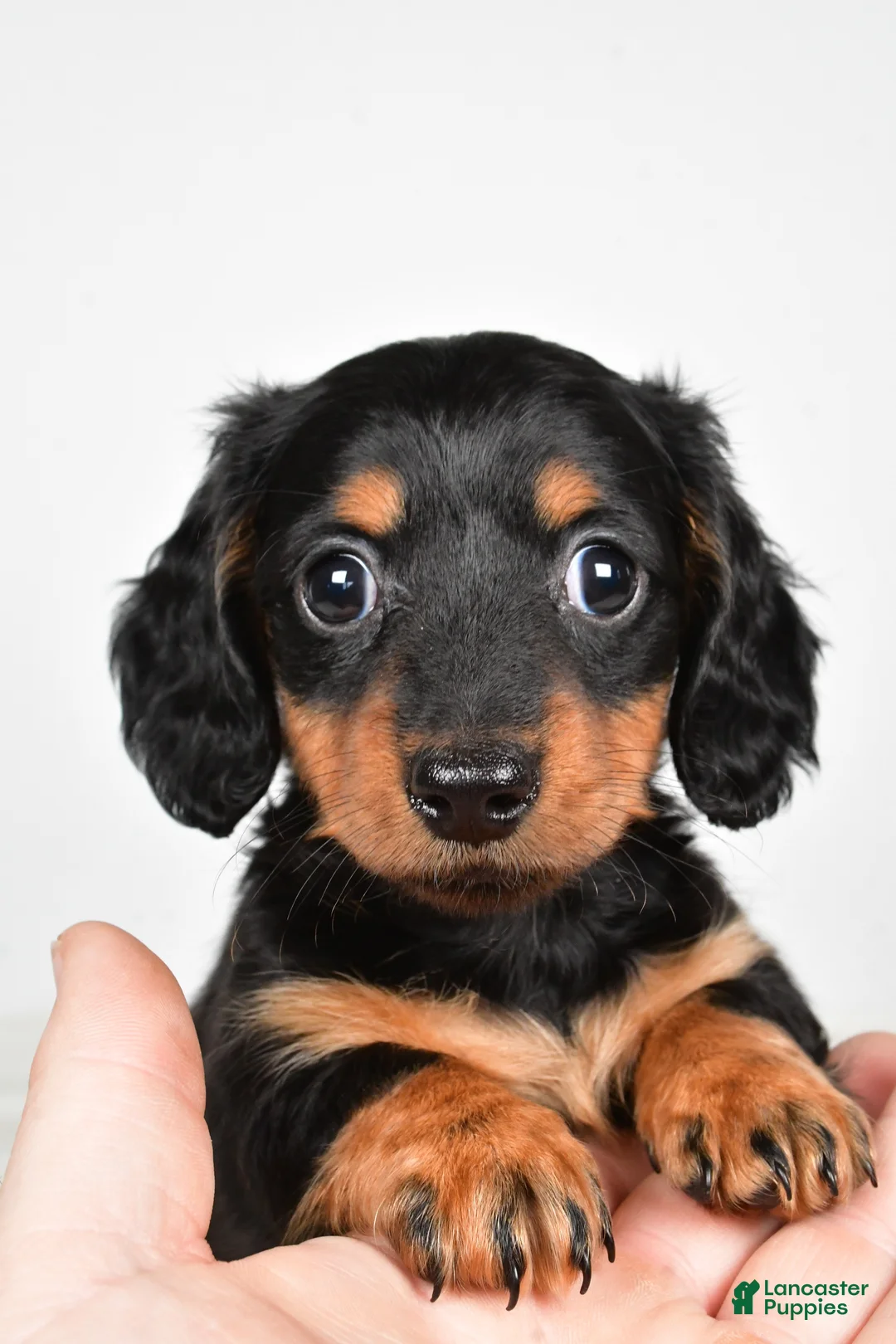 Miniature Dachshund dogs for sale: Dolly - Ad 2