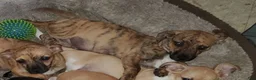 Chiweenie dogs for sale: Miggy (Miguel) - Ad 4