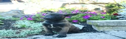 Belgian Malinois dogs for sale: Apollo  - Ad 2