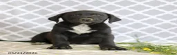 Mixed Breed dogs for sale: Rufus - Ad 3