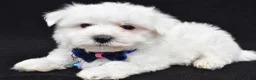 Maltese dogs for sale: Tom - Ad 6