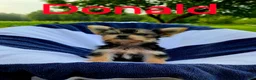 Yorkshire Terrier dogs for sale: Donald - Ad 11