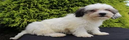 Teddy Bear dogs for sale: Kasper - Ad 3