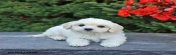 Mixed Breed dogs for sale: Frisky - Ad 2