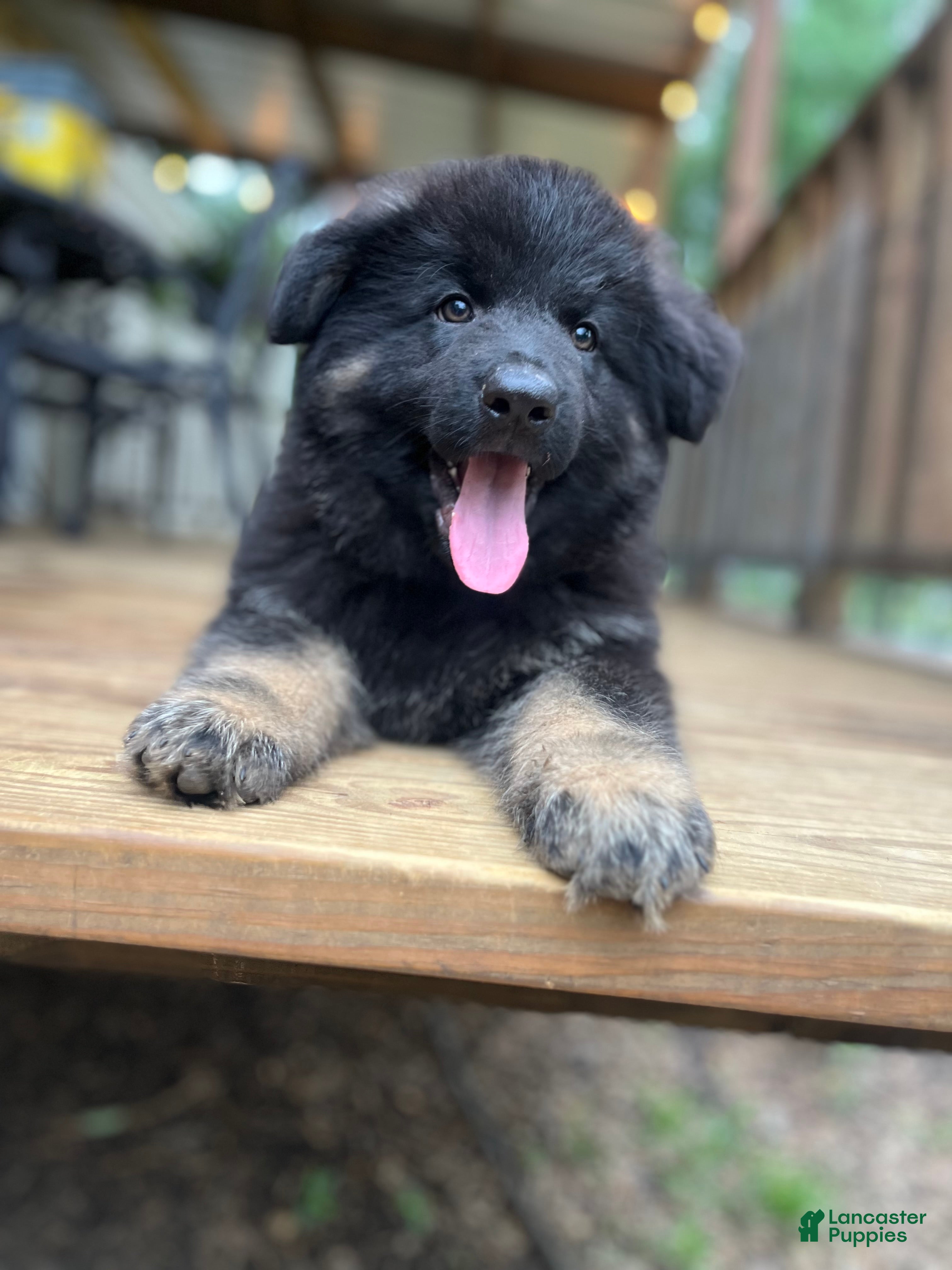 German Shepherd dogs German Shepherd Puppy 6 - Ad 17
