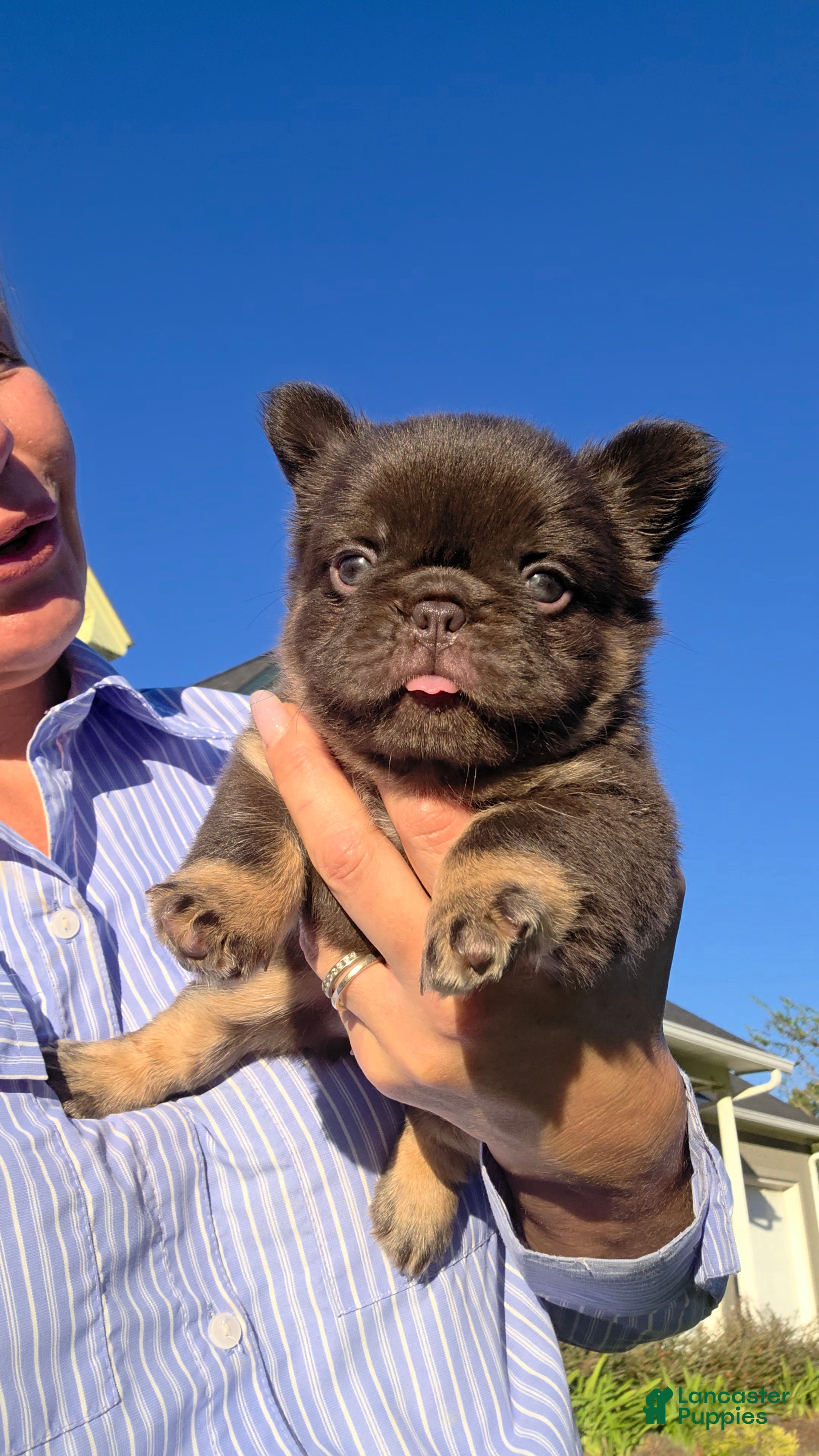 French Bulldog dogs Fluffy Nippet  - Ad 1