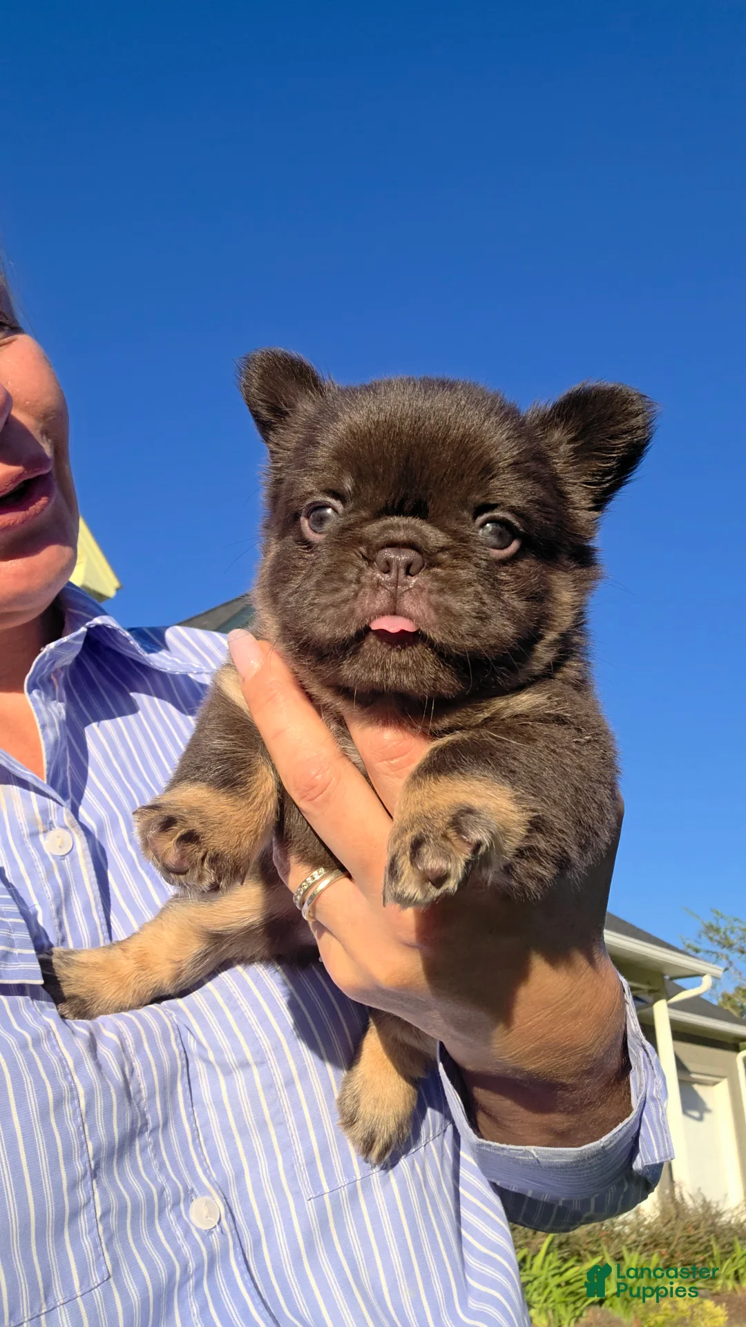 French Bulldog dogs for sale: Fluffy Nippet  - Ad 1