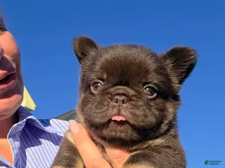 French Bulldog dogs Fluffy Nippet - Ad 1