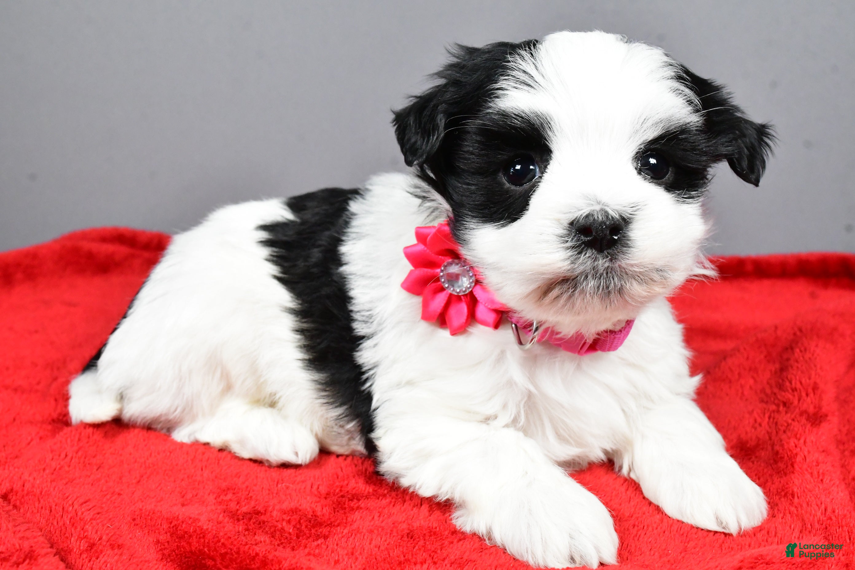 Havanese dogs Daliah - Ad 36