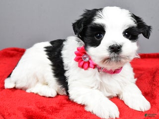 Havanese dogs Daliah - Ad 36