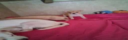 Chihuahua dogs for sale: Chihuahua 3 - Ad 2