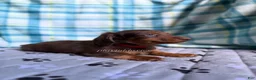 Miniature Dachshund dogs for sale: Red Collar Miniature Dachshund Male Chocolate and Tan Long Haired - Ad 8
