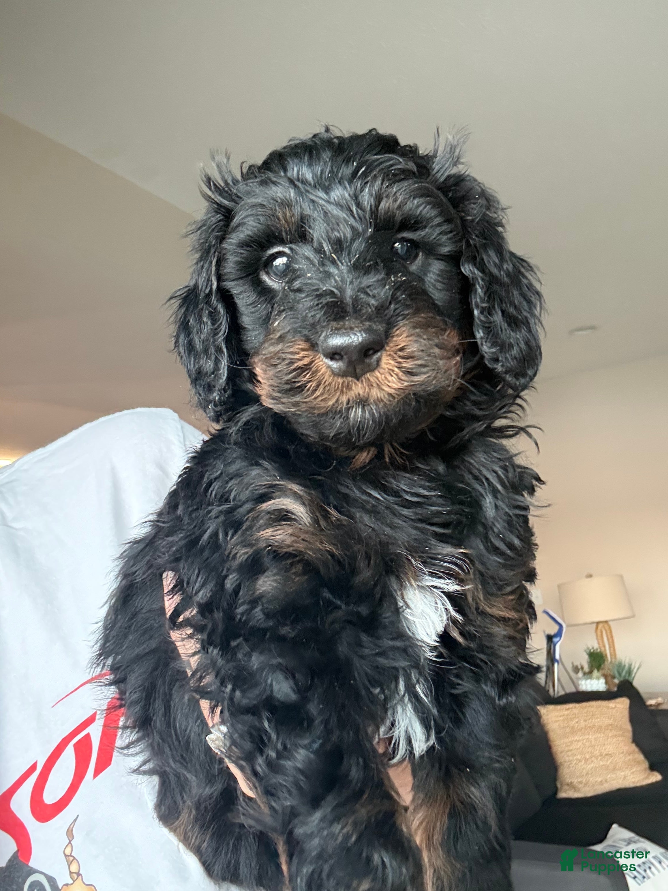 Bernedoodle dogs Brownie - Ad 30