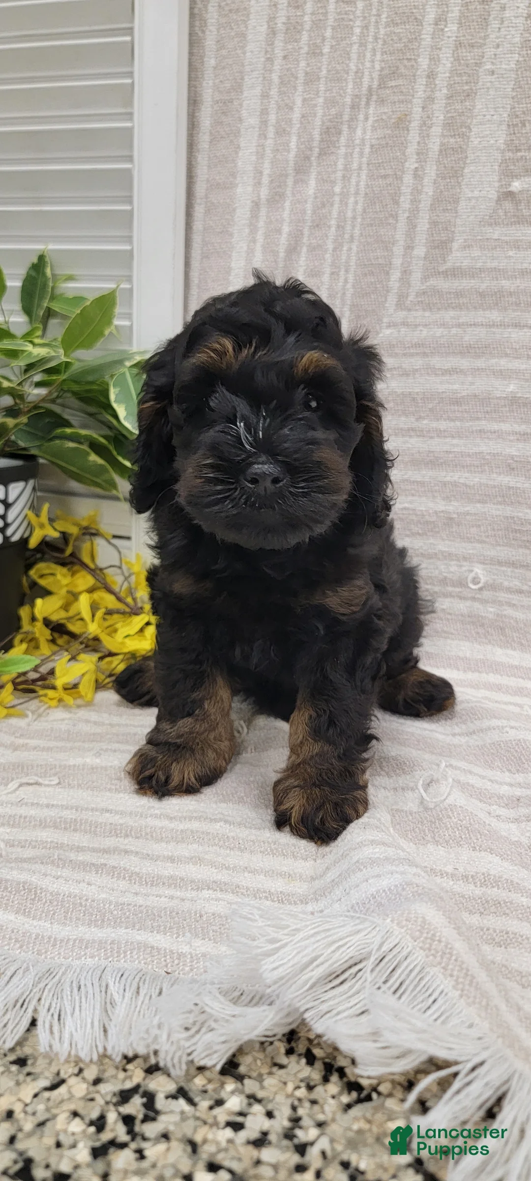 Cockapoo dogs for sale: Moses - Ad 15
