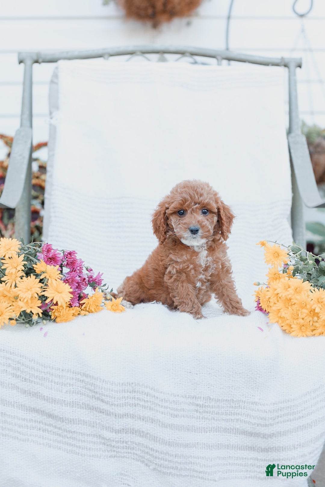 Cockapoo dogs for sale: Curtis - Ad 10